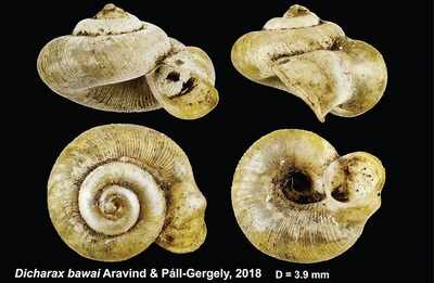 After fish and frog, new species of snail discovered in Karnataka