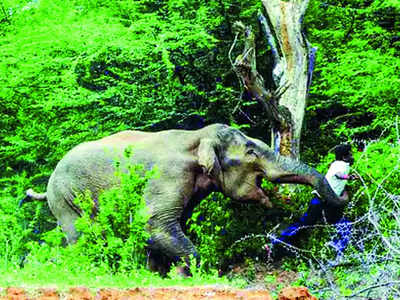 New measures to tackle human-elephant conflict: Karnataka Forest Department