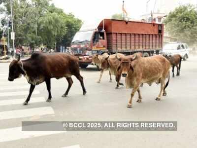 Now, death certificate to be issued for cremation of cows