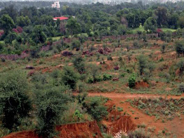 Haryana gains overall but Gurugram forest cover falls