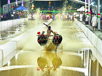 High Court halts Kambala race slated for Saturday