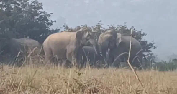 Reunite elephant calf with herd soon: HC