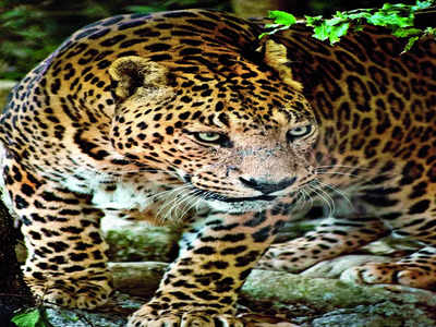 Pup to trap leopard? No, say activists