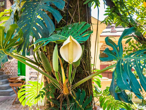 Monstera Deliciosa Benefits: Transform Your Space and Health