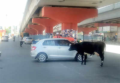 Stray cattle take over Mahadevapura roads