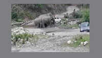 Watch: Herd of elephants create chaos at NH in Uttarakhand’s Ramnagar 