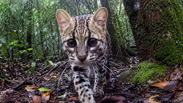Beyond human eyes: A new camera captures the first real-time animal view of nature