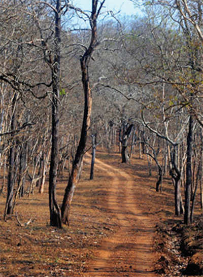 Clear 10,000 acres of forest, solve state’s jumbo problem