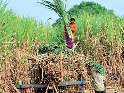 State to buy 25% of sugar produced by cooperatives