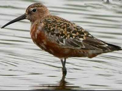 Migratory bird tagged in Mumbai, sighted 4,500-km away in China