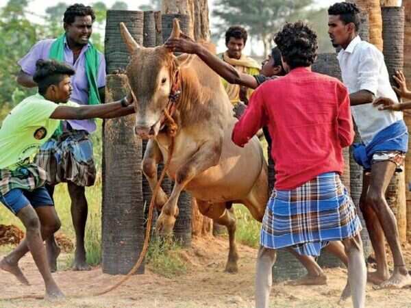 Training for the bull run