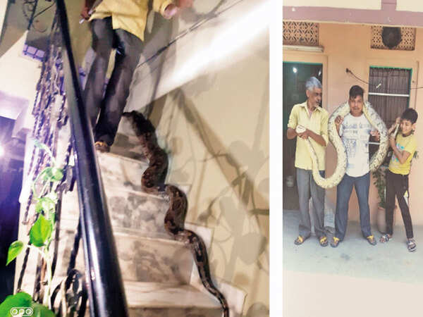 Python occupies staircase in Panchkula, brothers jump off in terror