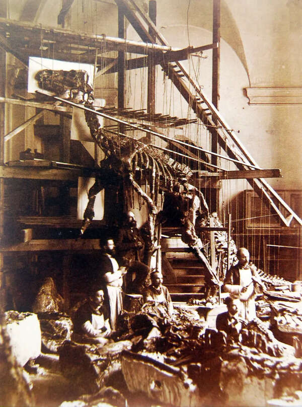 In 1878, coal miners struck a glittering seam of 'fool's gold' and unearthed a massive dinosaur graveyard