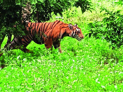 11 tiger deaths recorded since Jan this year