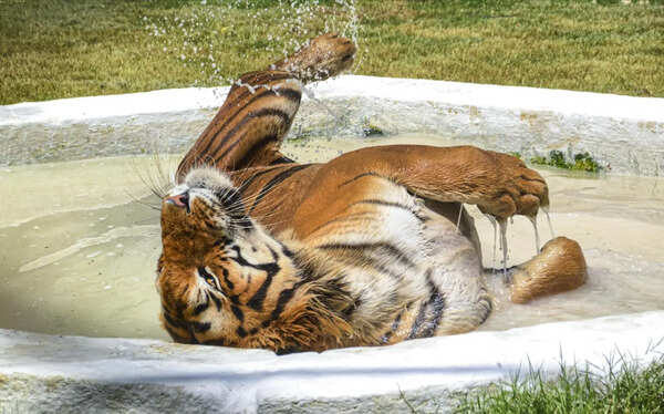 Heatwave action plan rolled out