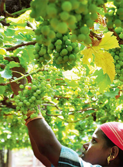 Govt’s penalty puts grape growers in the whineyard
