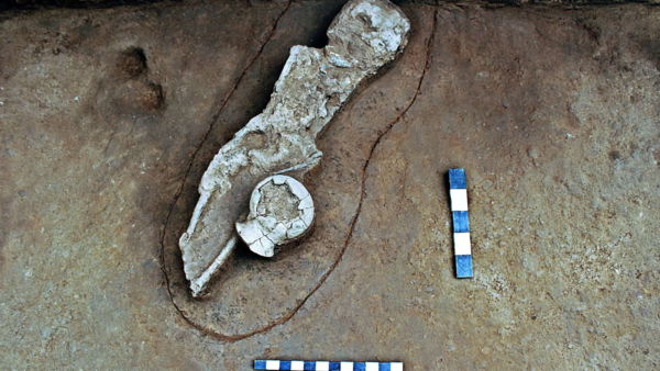 Madras univ researchers unearth neolithic site near Chengalpet