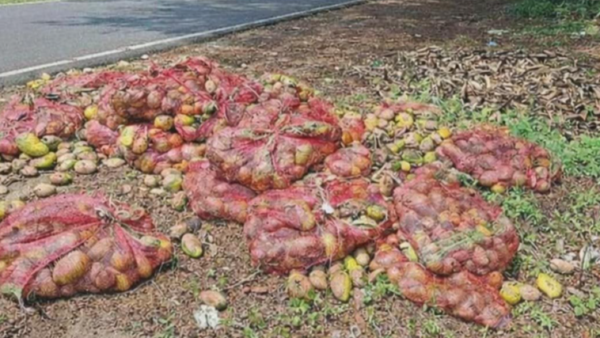 Krishnagiri farmers dump mangoes on roadsides over low price