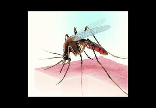 GVMC detects dengue mosquitoes in 793 houses