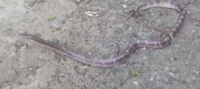 Rajasthan: Snake catchers rescue common krait snake in Mount Abu 