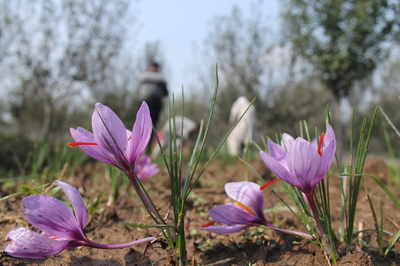 Jammu & Kashmir: 95% drop in state’s saffron production this year