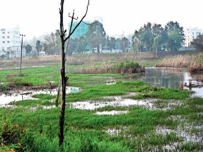 BM Stands for City of Lakes: Kaluve vanishes as lake dies slow death