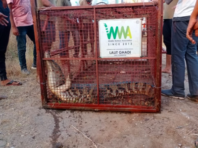 Belapur: Crocodile spotted near Navi Mumbai Municipal Corporation headquarters rescued