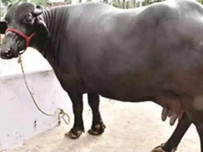 Madhya Pradesh cop’s leave letter: My buffalo needs me
