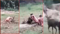 Watch: Deer rescued from muddy lake 