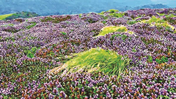 NeelaKurinji blooms on Kallippara hills