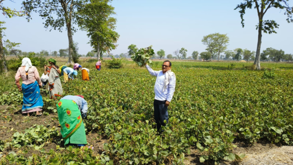 Parastarai villagers combat water crisis with crop shift