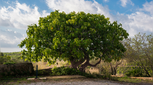 Peepal tree