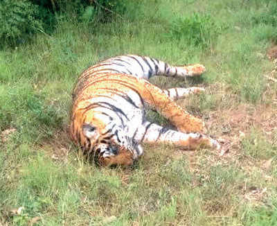 Karnataka: 5-yr-old tiger found dead at Nagarahole