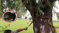 Watch: 6-feet snake rescued from tree in Odisha government secretariat 