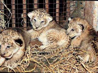 Big cats of Gir facing a big problem: 26 lions and 5 cubs might never be released back into the wild