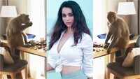 Monkey wreaks havoc in actress Soundarya Sharma's room 