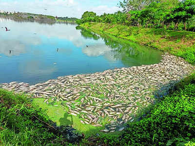 Fish kill at lake; waste plant at Chikkanagamanala blamed