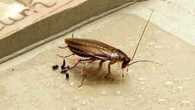 Chennai: Doctors pull out live cockroach from woman’s nose