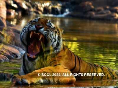 Mumbai: Byculla zoo to expand by 10 acres for new animals