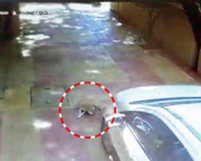 Thane: Man booked for running over stray dog