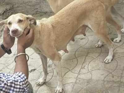 Vasai: Senior citizen booked for having unnatural sex with a stray dog