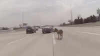 On cam: Officer corrals donkey on Chicago-area interstate 