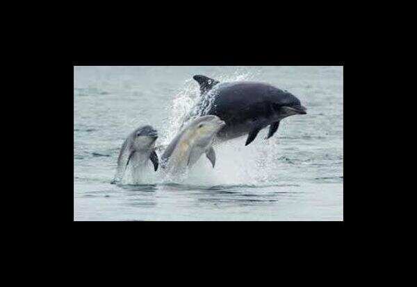 Pleasure for man, pain for dolphins