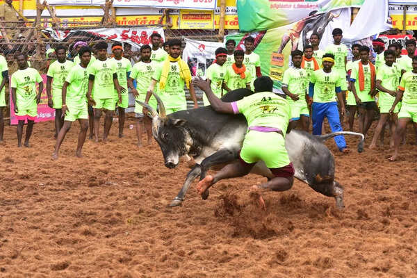 Bull gores its owner to death during jallikattu near Dindigul
