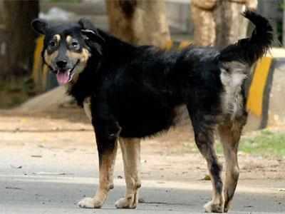 Should Central Dog Rules prevail over state laws, asks SC