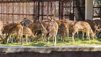 15 deer killed by stray dogs in Chhattisgarh rescue centre after gate left open; 4 staff suspended