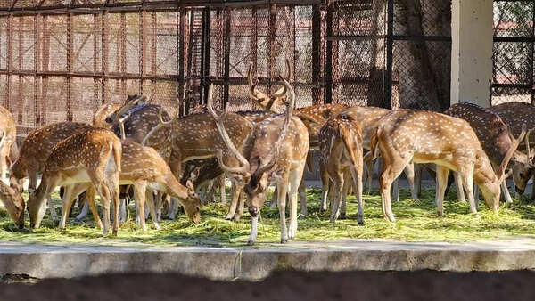 15 deer killed by stray dogs in Chhattisgarh rescue centre after gate left open; 4 staff suspended