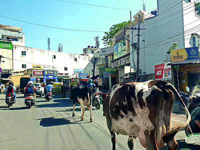 Get a moo on! It’s a busy road