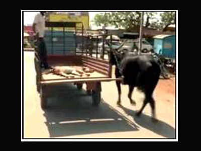 Watch: Cow follows injured calf up to hospital