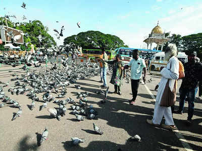 Mysuru moves to protect legacy from droppings